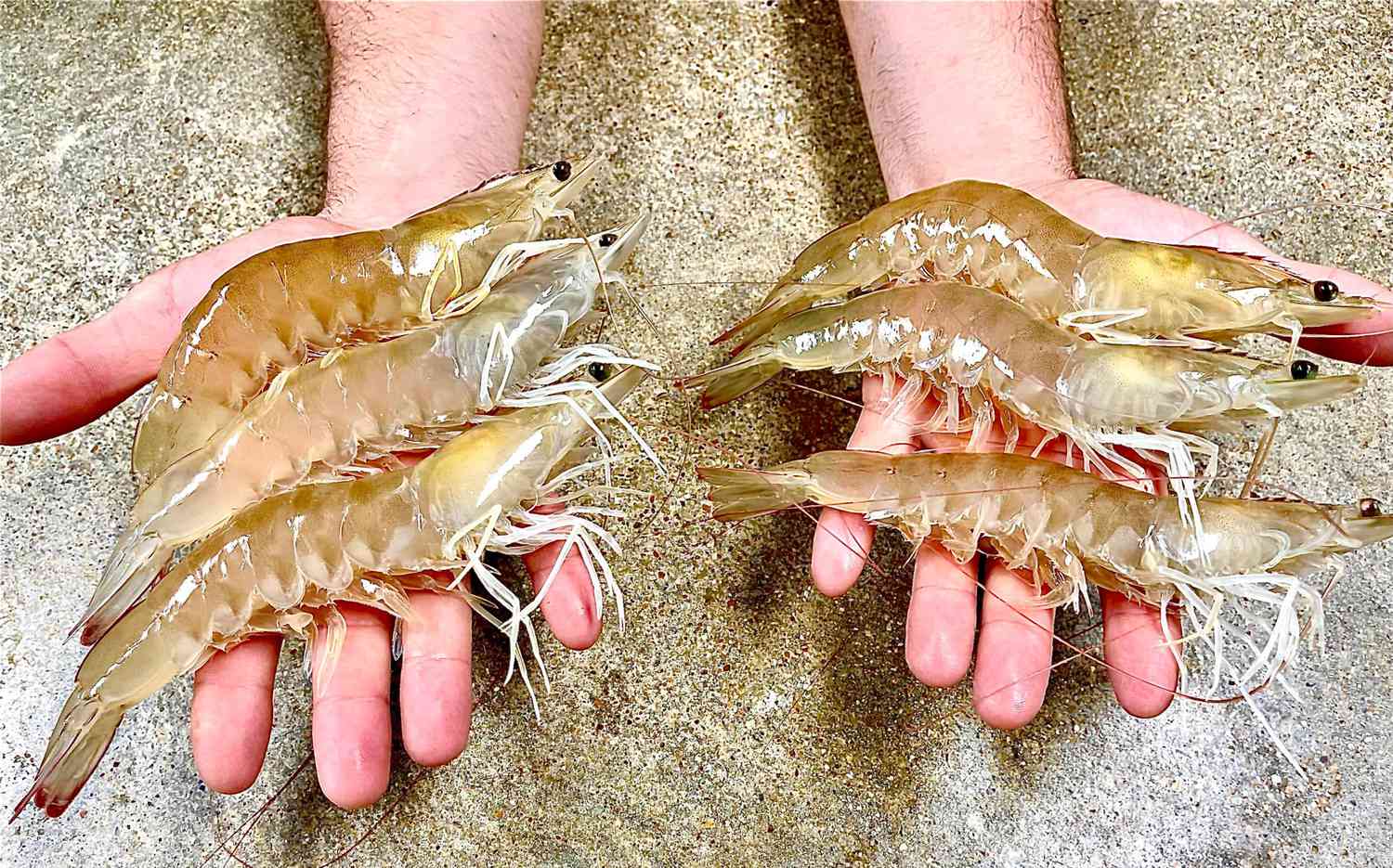 Shrimp Farming in the USA